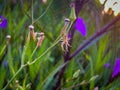 Spider Among Bare Bougainvillea Branches at Sunrise