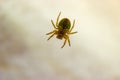 Spider basking in the spring sunshine Royalty Free Stock Photo