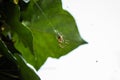 Spider basking in the spring sunshine Royalty Free Stock Photo