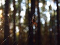 Spider basking in the sun