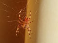 Spider bathing in the sunlight Royalty Free Stock Photo