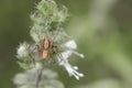 Spider beast. many legged and feathered insect animals that used to live on trees Royalty Free Stock Photo