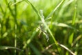 Spider Royalty Free Stock Photo