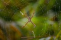 Spider with beautiful spiderweb with raindrop