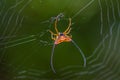 Spider with beautiful spiderweb