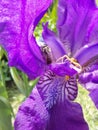 A spider and a bee in a purple wild flower in macro view Royalty Free Stock Photo