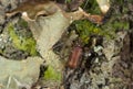Spider beetle, Ptinus subpillosus on lungwort, Lobaria pulmonaria Royalty Free Stock Photo