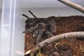 Spider birded in terrarium live end sleep