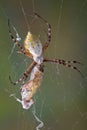 Spider biting hopper in web Royalty Free Stock Photo