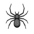 Spider Black Arachnid on White Background. Vector Royalty Free Stock Photo