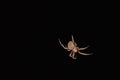 Spider with black background