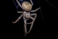 Spider on black background - Nuctenea umbratica