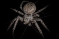 Spider on black background Nuctenea umbratica