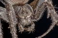 Spider on black background Nuctenea umbratica