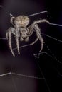 Spider on black background - Nuctenea umbratica