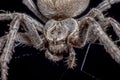 Spider on black background - Nuctenea umbratica