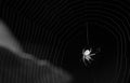 Spider in Black and White