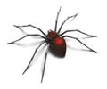 Spider : Black Widow Royalty Free Stock Photo