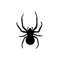 Spider Black Widow. Black bug spider silhouette, isolated white background. Scary Halloween icon, symbol horror, animal