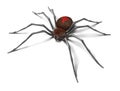 Spider : Black Widow. Isolated on white surface