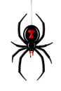 Spider Black Widow. Red black bug spider 3D, isolated white background. Scary Halloween redblack icon, symbol horror Royalty Free Stock Photo