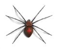 Spider : Black Widow. on white surface