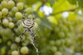 Wasp spider. Wasp spider Argiope Bruennichi with yellow and black markings, photographed when building a spiral web