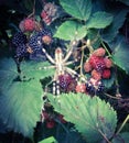 Spider, blackberries, leaves, nature, fruit