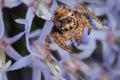 Spider on the blue Sea holly flower Royalty Free Stock Photo