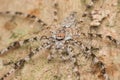 Spider of Borneo , Huntsman Spider Royalty Free Stock Photo