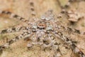 Spider of Borneo , Huntsman Spider Royalty Free Stock Photo