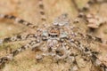 Spider of Borneo , Huntsman Spider Royalty Free Stock Photo