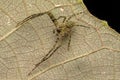 Spider of Borneo , Huntsman Spider Royalty Free Stock Photo