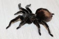 Spider Brachypelma albopilosum in natural forest environment.