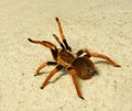 Spider ( Brachypelma boehmei )