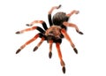 Spider Brachypelma boehmei Royalty Free Stock Photo