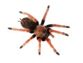 Spider Brachypelma boehmei Royalty Free Stock Photo