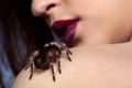 Spider Brachypelma smithi on girl's shoulder