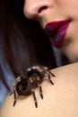 Spider Brachypelma smithi on girl's shoulder Royalty Free Stock Photo