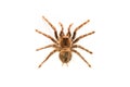 Spider brachypelma smithyisolated