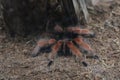 Spider brahypelma boehmei Royalty Free Stock Photo