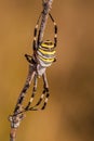 Spider on a branch waiting to hunt with great detail, yellow, black and white