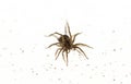 Spider with Bright Eyes Royalty Free Stock Photo