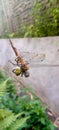 spider bug eats an orange dragonfly entangled in its web Royalty Free Stock Photo