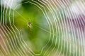 Spider Building Web Royalty Free Stock Photo