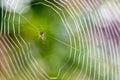 Spider Building Web