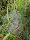 A spider builds a nest on the grass. Royalty Free Stock Photo