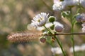 The spider, camomile and spikelet in the blurred background