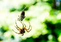 Spider capturing a bug with his web