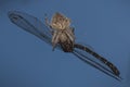 spider capturing a dragonfly on a spider web Royalty Free Stock Photo